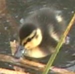[A photo of a duckling]
