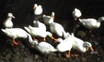 [A photo of high duck density]
