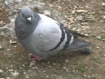 [A photo of a pigeon]